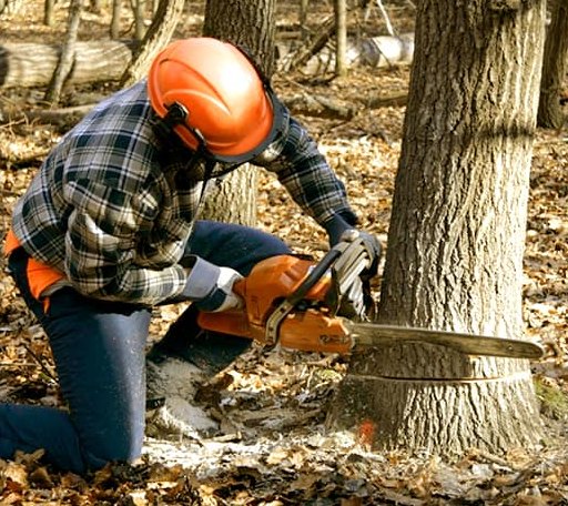 Tree Removal in Mount Marion, NY